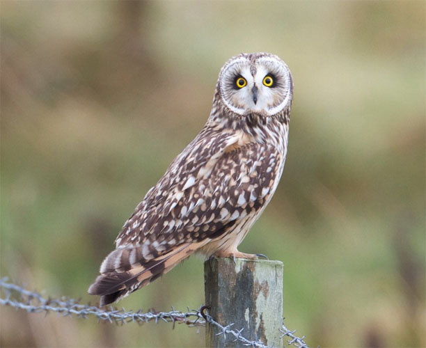 Short-eared Owl