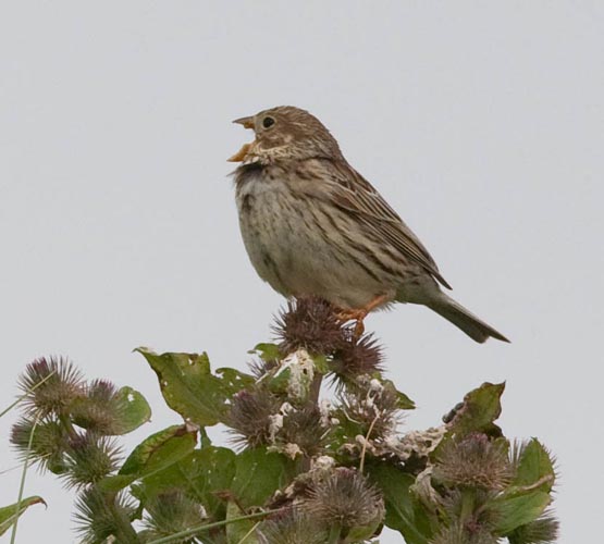 Corn Bunting