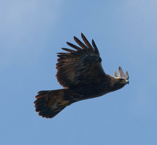 Golden Eagle