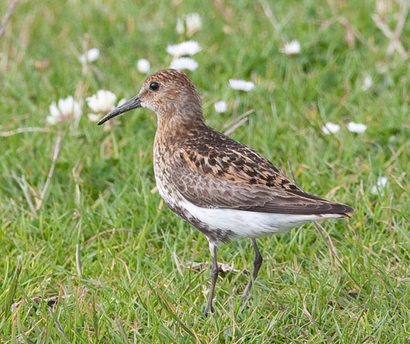 Dunlin