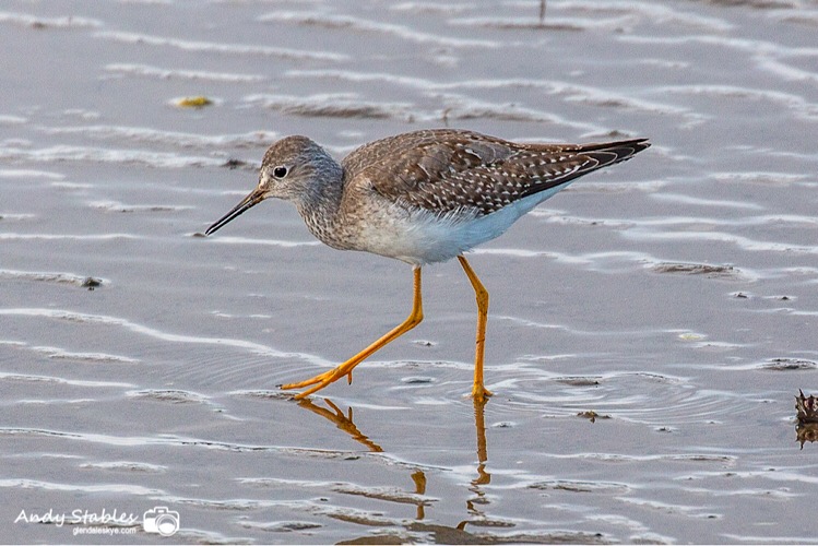 Lesser Yellowlegs